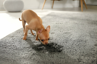 Eco-Friendly Ways to Remove Pet Stains from Carpets