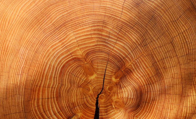 Holzgreifer bei Uniforest